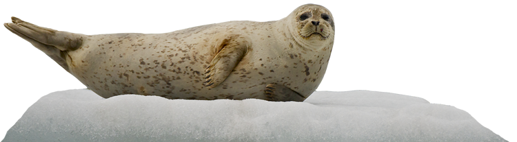 ice-seal-alaska