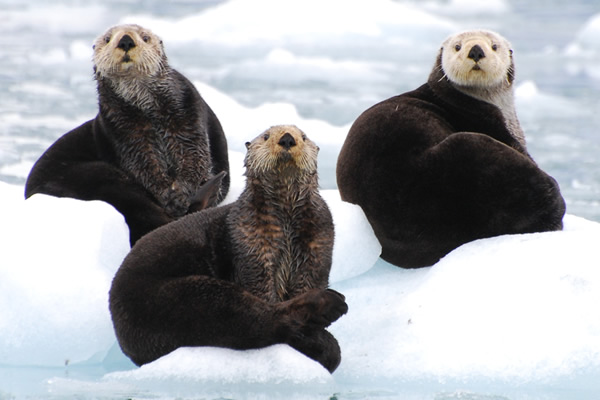 alaska-sea-otters