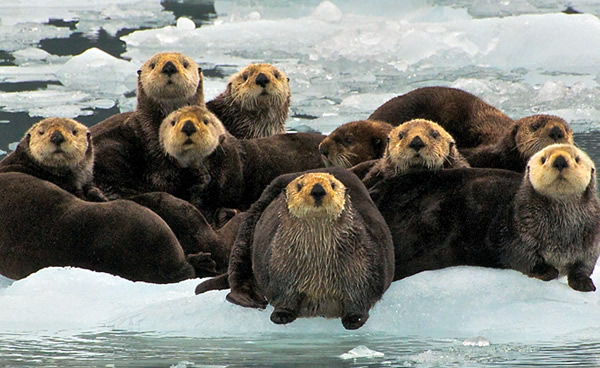 glacier-otters-alaska