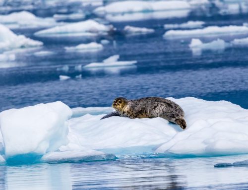 The Role of Tides, Ice, and Wildlife in Shaping Alaska’s Glaciers