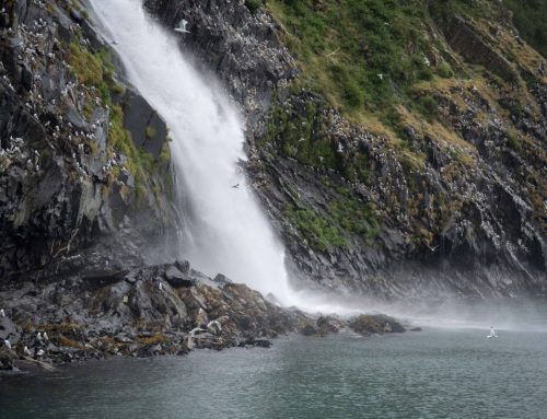 The Sound’s Unique Ecology: A Northern Temperate Rainforest