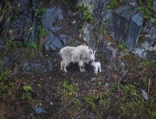 A Rich Tapestry of Wildlife: What to See and When