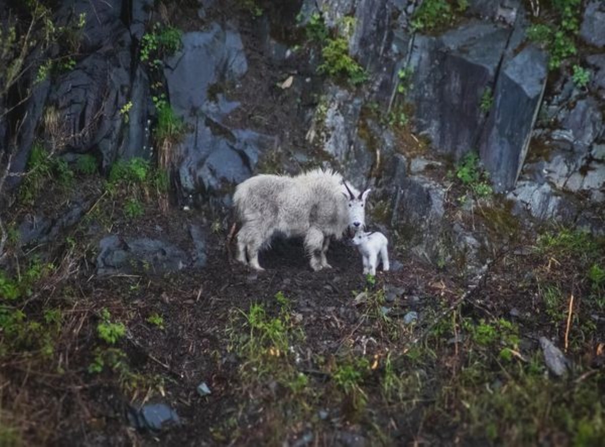 A Mountain Goat with her kid