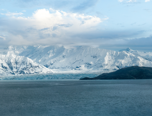 Kenai Fjords National Park (from Seward): The Marine Wildlife Epic