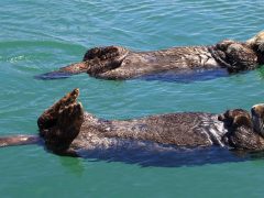 otters-alaska