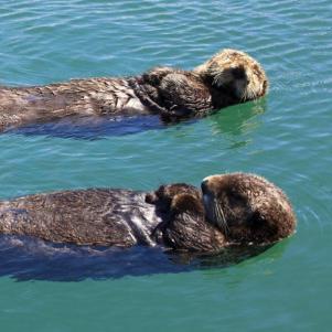 otters-alaska