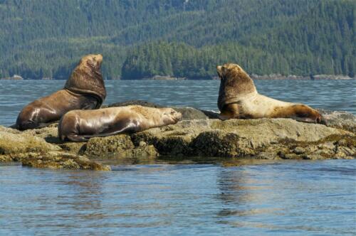 steller-sea-lions