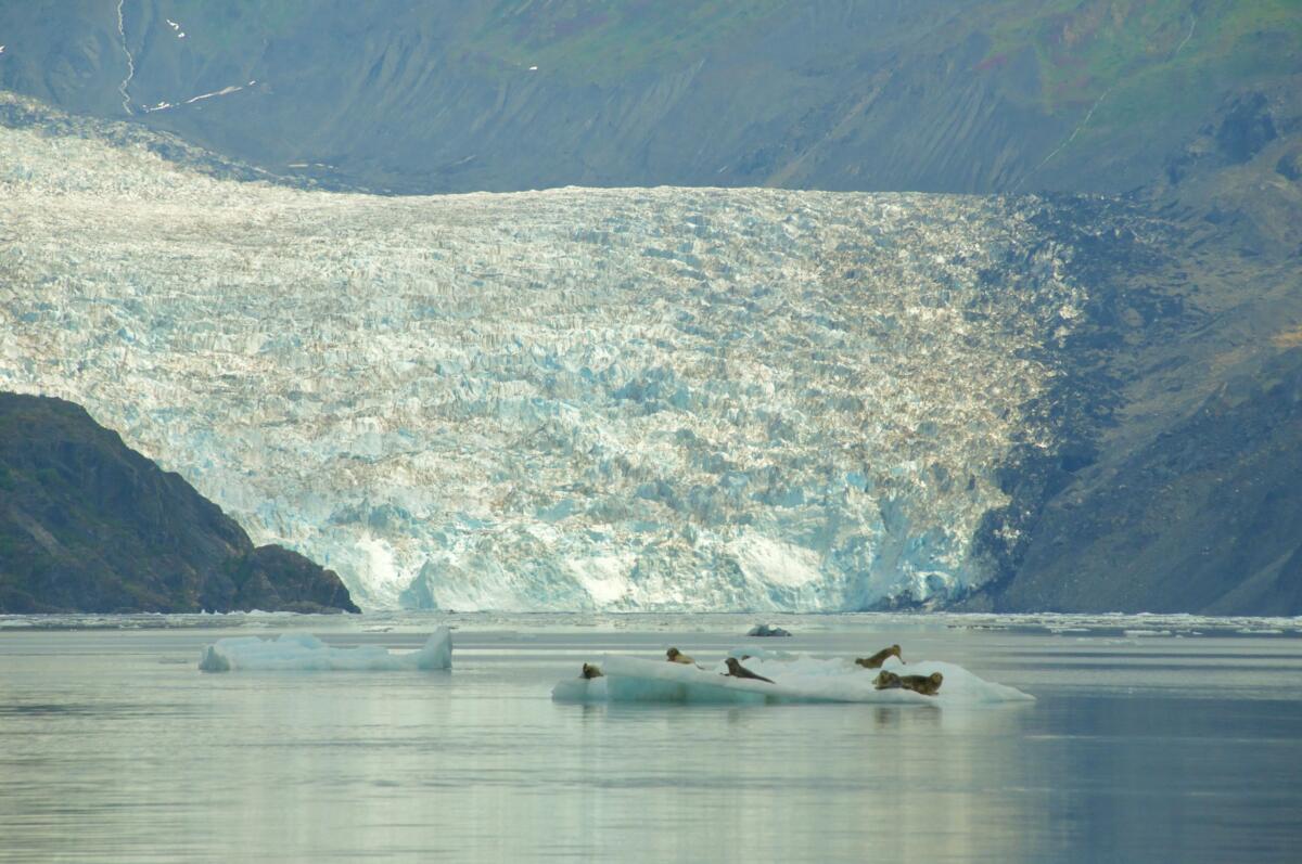 Yale glacier with harbor seals in Prince William Sound
