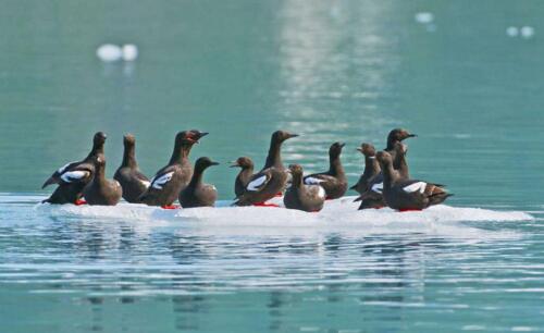 Pigeon Guillemots on ice in Prince William Sound