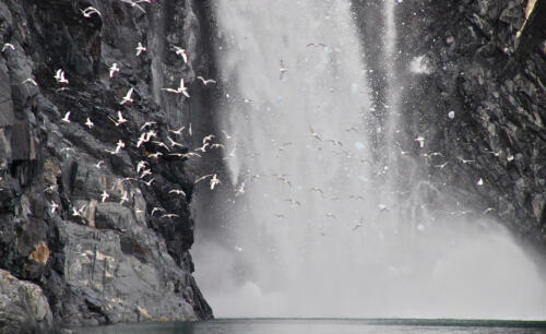 Kittiwake rookery in Prince William Sound