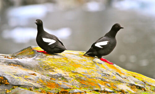 Pigeon Guillemots in Prince William Sound