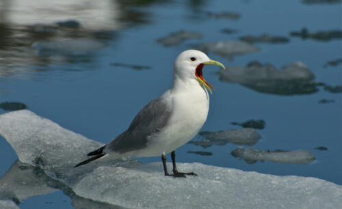 Kittiwake in Prince William Sound