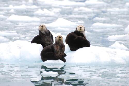 whittier-otters