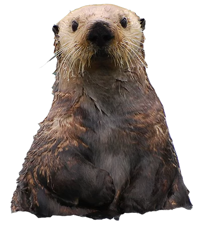 alaska-sea-otter