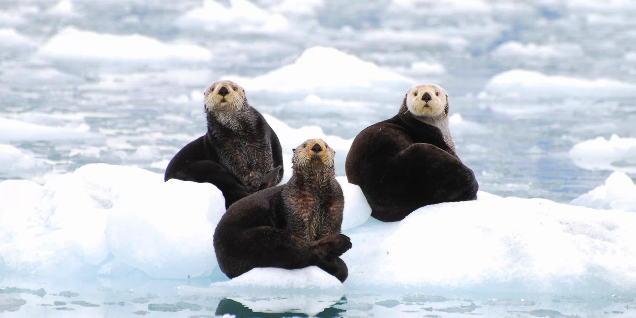 phillips-cruise-otters