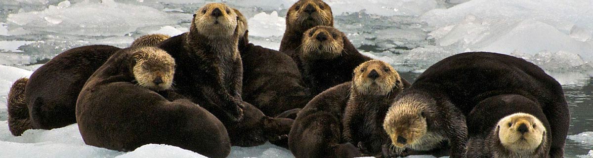 Whittier Glacier Cruise